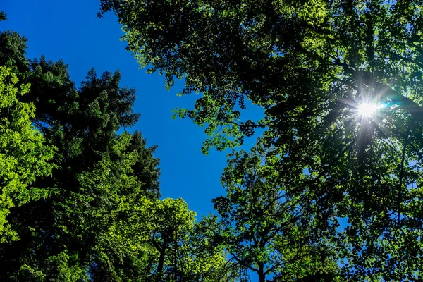 Le soleil chaud du matin projetant dramatiquement des rayons intenses à travers un — Photo