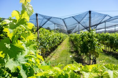Vineyard with modern system for irrigation and nets against hail clipart