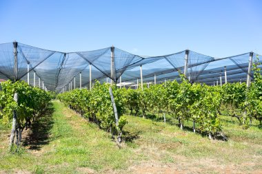 Vineyard with modern system for irrigation and nets against hail clipart