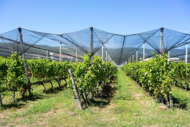 üzüm sulama ve ağlar dolu karşı modern sistemi ile