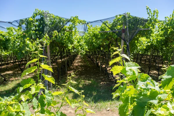 Viñedo con sistema moderno para riego y redes contra granizo — Foto de Stock