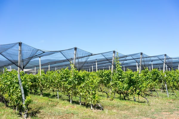 Weinberg mit modernem Bewässerungssystem und Netzen gegen Hagel — Stockfoto