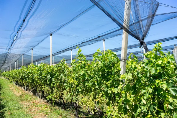 Viñedo con sistema moderno para riego y redes contra granizo — Foto de Stock