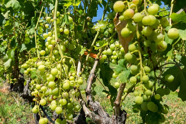 Vigneto con moderno sistema di irrigazione e reti contro la grandine — Foto Stock