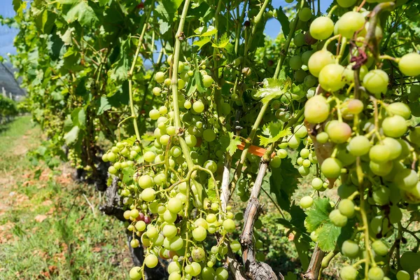 Vigneto con moderno sistema di irrigazione e reti contro la grandine — Foto Stock