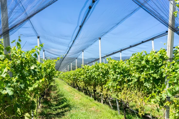 Wijngaard met moderne systeem voor irrigatie en netten tegen hagel — Stockfoto