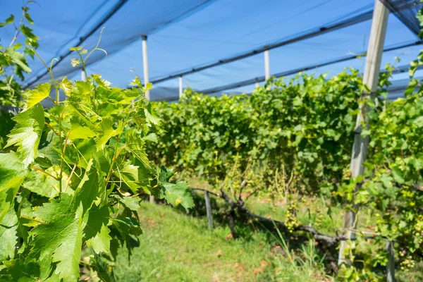 Виноградник з сучасною системою іригації та сітками проти граду — стокове фото