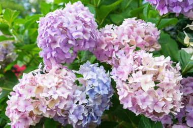 yeşil alan, güzel pembe çiçekler. 