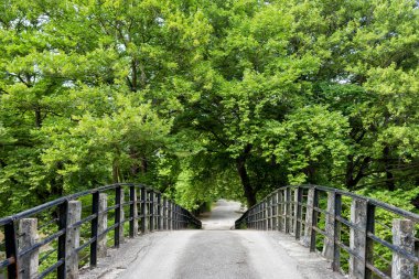 Parlak ormandaki köprü. Doğal bileşim