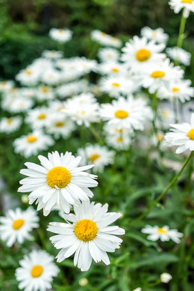 White daisies — Stock Photo, Image