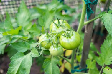 vi üzerinde asılı yeşil domates büyüyen bir serada domates