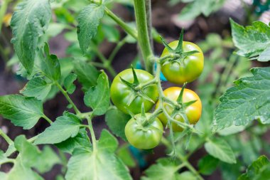 vi üzerinde asılı yeşil domates büyüyen bir serada domates