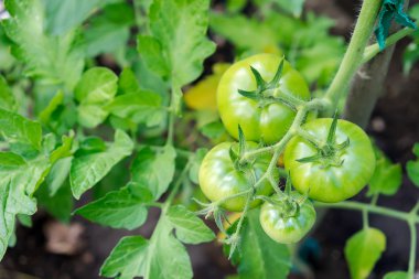 vi üzerinde asılı yeşil domates büyüyen bir serada domates