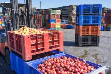 kutuları ile tarımsal cooperat meyve taşıyan bir işçi