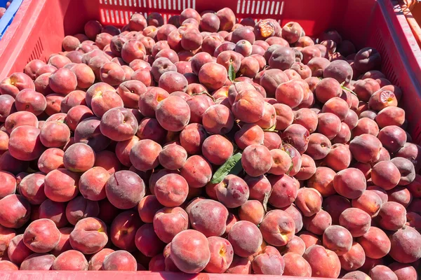 Pesche appena raccolte in una gabbia — Foto Stock