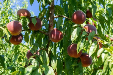 tatlı şeftali meyve şeftali ağacı dalı üzerinde büyüyen