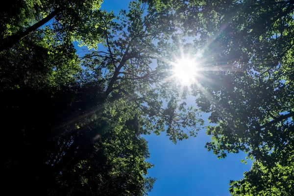 The warm morning sun dramatically casting intense rays through a — Stock Photo, Image