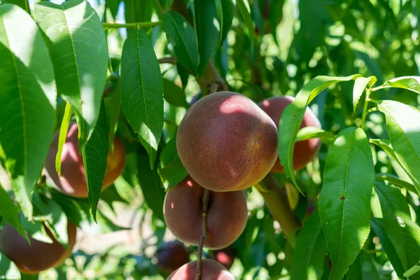 Сладкие персиковые плоды растут на ветке персикового дерева — стоковое фото