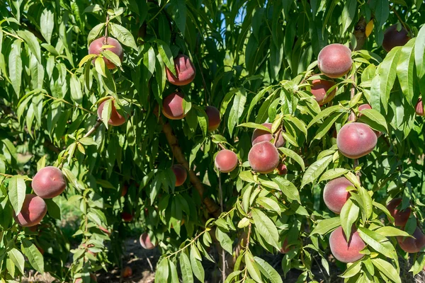 tatlı şeftali meyve şeftali ağacı dalı üzerinde büyüyen