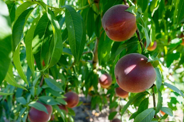 Frutos dulces de melocotón que crecen en una rama de melocotón —  Fotos de Stock