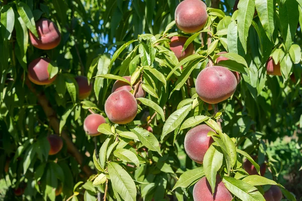 Söt persika frukt som växer på en persika trädgren — Stockfoto