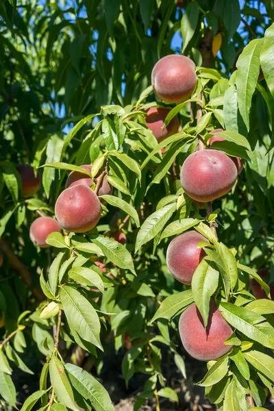 Söt persika frukt som växer på en persika trädgren — Stockfoto