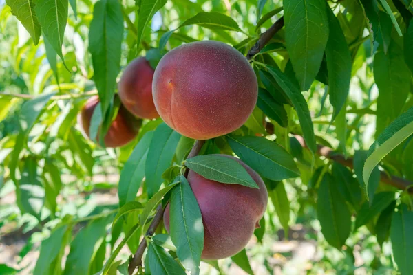 Süße Pfirsichfrüchte, die auf einem Zweig eines Pfirsichbaumes wachsen — Stockfoto