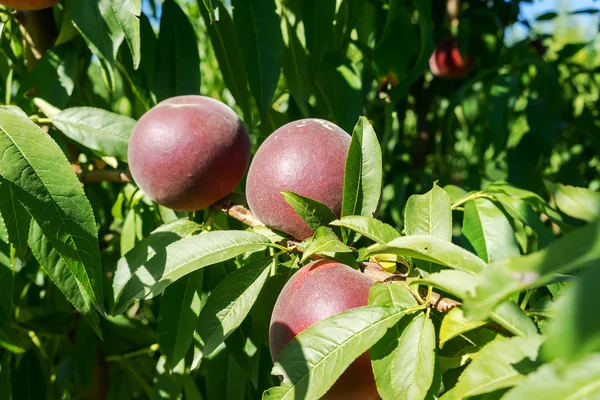 Frutos dulces de melocotón que crecen en una rama de melocotón — Foto de Stock