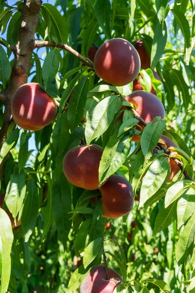 Süße Pfirsichfrüchte, die auf einem Zweig eines Pfirsichbaumes wachsen — Stockfoto