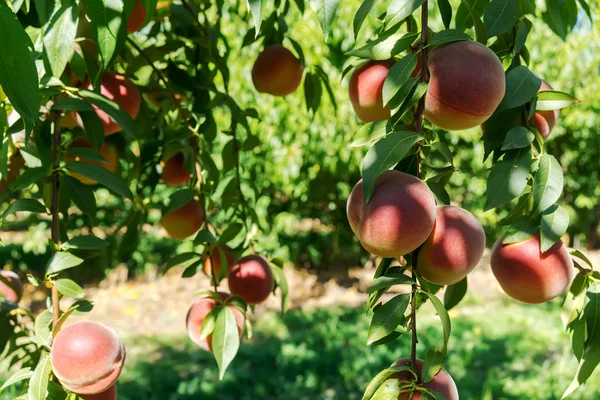 Söt persika frukt som växer på en persika trädgren — Stockfoto