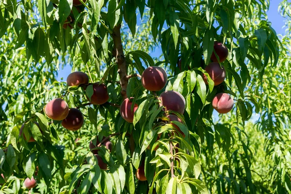 Sladká broskev ovoce rostoucí na větve broskvoní — Stock fotografie