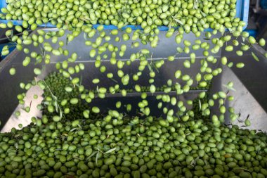 Zeytinyağı üretim aşamasına başlanıyor: bir büyük metal huni yüklenmekte olan zeytin