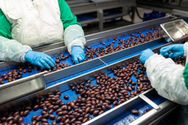 Bir fabrikada zeytin işlerken ellerinizi kapatın.