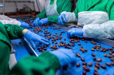 Bir fabrikada zeytin işlerken ellerinizi kapatın.