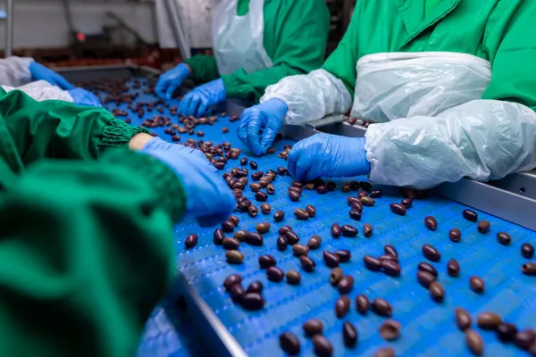 Close Hands Processing Olives Factory — Stock Photo, Image