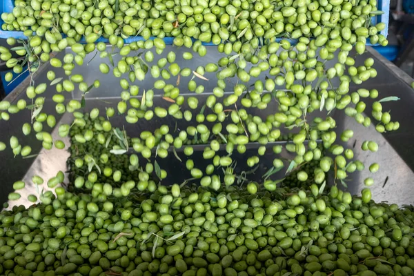 Beginning Phase Olive Oil Production Olives Being Loaded Big Metal — Stock Photo, Image