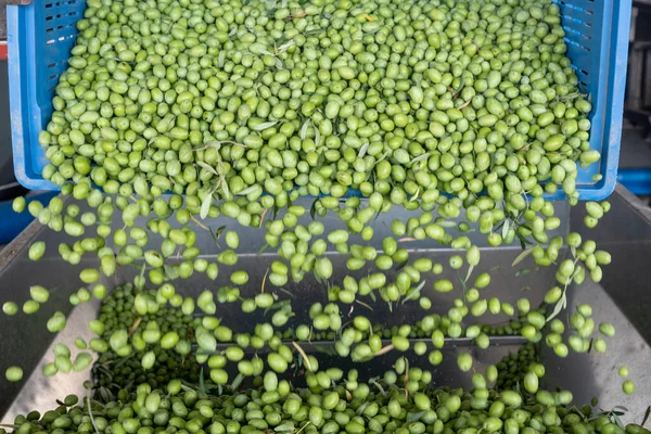 Beginn Der Olivenölproduktion Oliven Werden Einen Großen Metalltrichter Verladen — Stockfoto