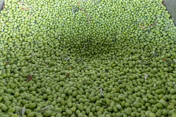 Beginning Phase Olive Oil Production Olives Being Loaded Big Metal — Stock Photo, Image