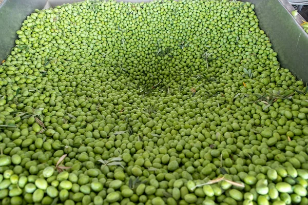 Beginning Phase Olive Oil Production Olives Being Loaded Big Metal — Stock Photo, Image