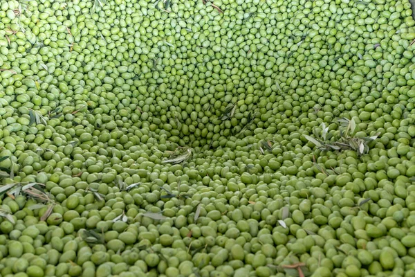 Fase Inicial Produção Azeite Azeitonas Carregadas Num Grande Funil Metálico — Fotografia de Stock