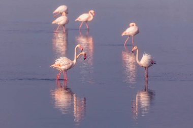 Bir grup pembe flamingo ve Yunanistan 'ın Kalochori gölündeki yansımaları. Doğadan vahşi hayvan sahnesi. Seçici odak resmi. Pastel filtresi