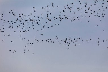 Yunanistan 'ın kuzeyindeki yaban ördekleri sürüsü gökyüzünde uçuyor.
