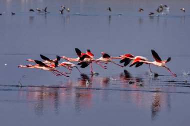 Bir grup pembe flamingo ve Yunanistan 'ın Kalochori gölündeki yansımaları. Doğadan vahşi hayvan sahnesi. Flamingo uçuyor