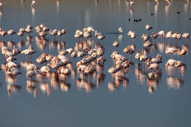 Bir grup pembe flamingo ve Yunanistan 'ın Kalochori gölündeki yansımaları. Doğadan vahşi yaşam sahnesi