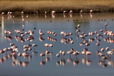 Bir grup pembe flamingo ve Yunanistan 'ın Kalochori gölündeki yansımaları. Doğadan vahşi yaşam sahnesi