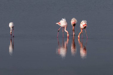 Bir grup pembe flamingo ve Yunanistan 'ın Kalochori gölündeki yansımaları. Doğadan vahşi yaşam sahnesi