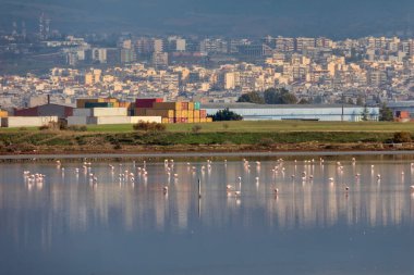 Bir grup pembe flamingo ve Yunanistan 'ın Kalochori gölündeki yansımaları. Doğadan vahşi yaşam sahnesi