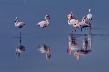 Bir grup pembe flamingo ve Yunanistan 'ın Kalochori gölündeki yansımaları. Doğadan vahşi yaşam sahnesi