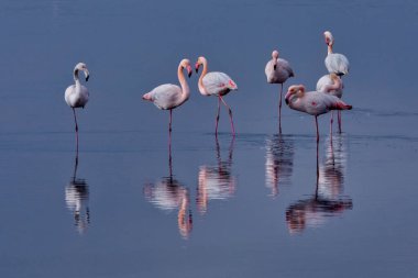 Bir grup pembe flamingo ve Yunanistan 'ın Kalochori gölündeki yansımaları. Doğadan vahşi yaşam sahnesi