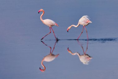 Bir grup pembe flamingo ve Yunanistan 'ın Kalochori gölündeki yansımaları. Doğadan vahşi yaşam sahnesi